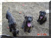 Fawn & Brindle Great Dane Puppies for sale Marshfield, Missouri 65706 USA